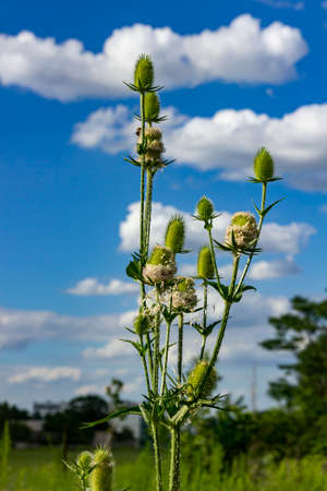 a dipsacus fullonum bloom in the sunの写真素材