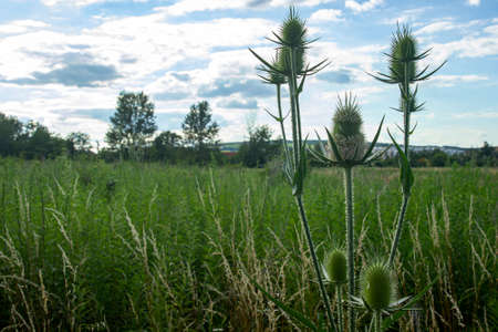 a dipsacus fullonum bloom in the sunの写真素材
