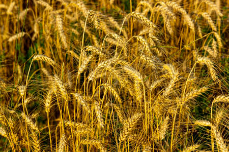 a grain glow golden in the summerの写真素材