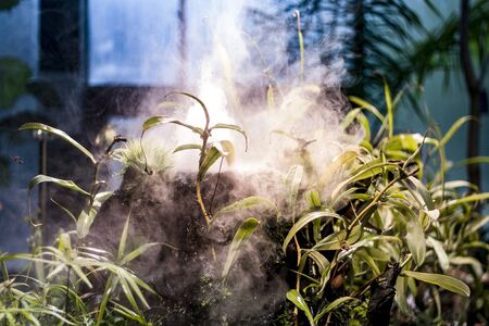 Inside a tropical botanical gardenの写真素材