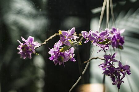 Beautiful purple flowers ia tropical botanical gardenの写真素材