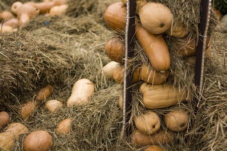 Pumpkins for the harvest seasonの写真素材