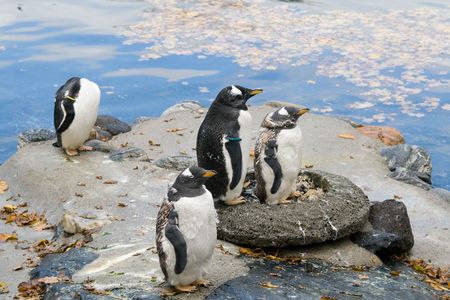 Penguinの写真素材