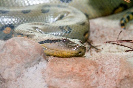 Snakeの写真素材