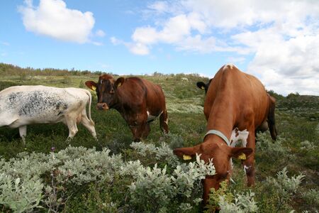 Cow on Hardangerviddaの写真素材