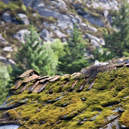 Seabirdnestの写真素材