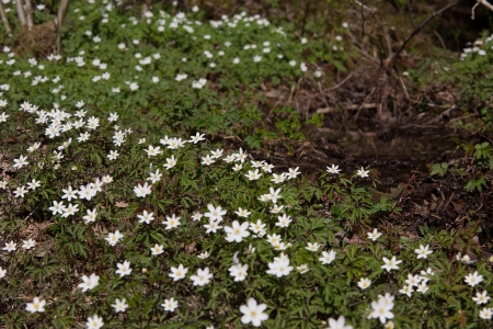 Photos around from Norwayの写真素材