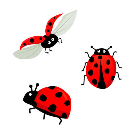 Vector illustration of ladybugs setのイラスト素材