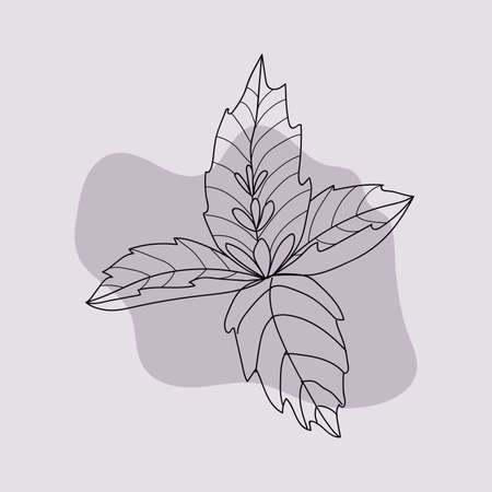 vector illustration of basil plantのイラスト素材