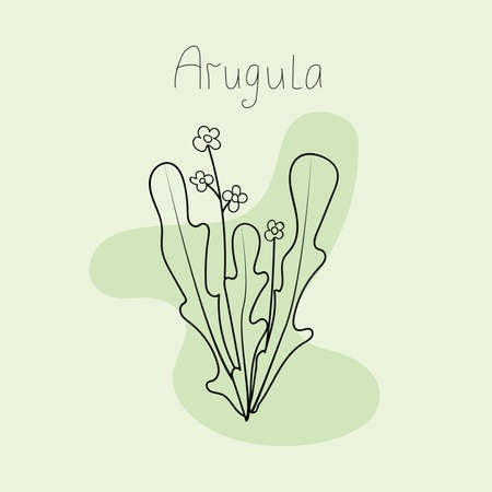 Vector illustration of arugula leavesのイラスト素材