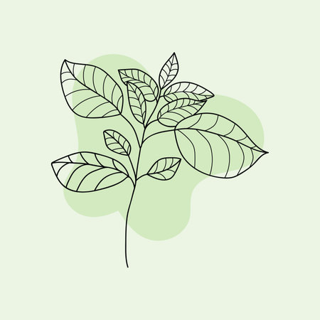 vector illustration of basil plantのイラスト素材
