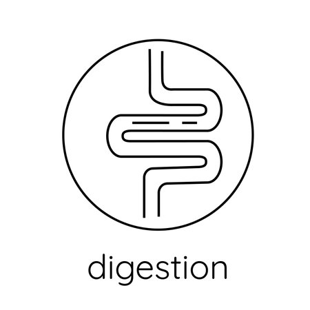 Line icon intestines, digestion. Isolated, on a white backgroundのイラスト素材