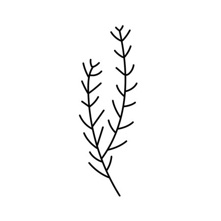 Christmas fir branch hand drawn. isolated on white backgroundのイラスト素材