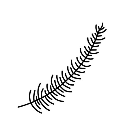 Christmas fir branch hand drawn. isolated on white backgroundのイラスト素材
