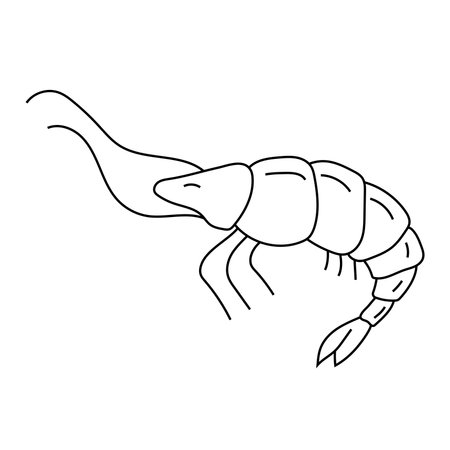 hand drawn vector illustration shrimpのイラスト素材