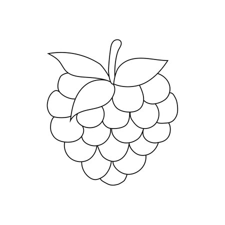 hand drawn raspberry vector illustrationのイラスト素材