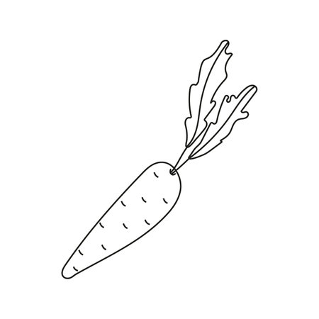 Vector illustration of a carrot in doodle styleのイラスト素材