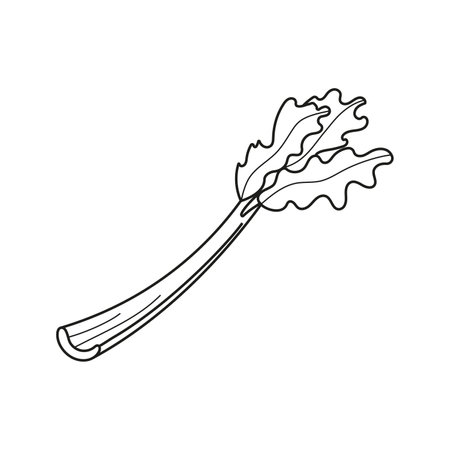 Vector illustration of celery stalk in doodle style.のイラスト素材