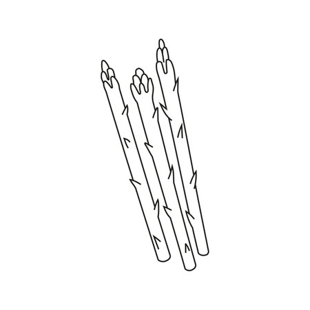 Vector illustration of asparagus in doodle style.のイラスト素材