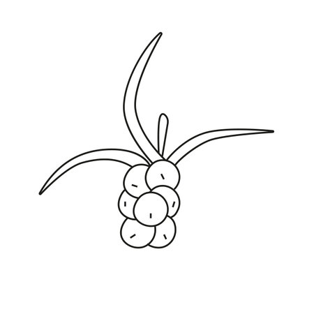 Vector illustration of sea buckthorn in doodle styleのイラスト素材