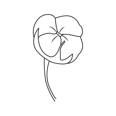 Vector illustration of cotton plant. Isolated, on a white background.のイラスト素材