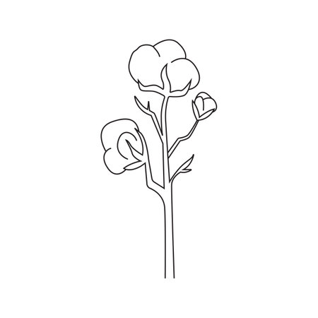 Vector illustration of cotton plant. Isolated, on a white background.のイラスト素材