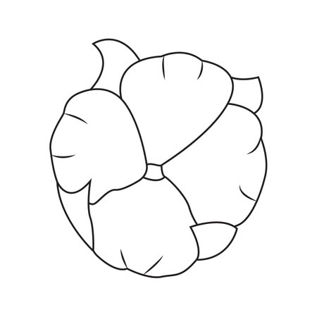 Vector illustration of cotton plant. Isolated, on a white background.のイラスト素材