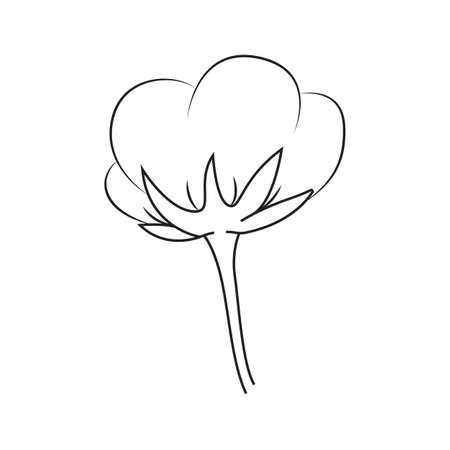 Vector illustration of cotton plant. Isolated, on a white background.のイラスト素材