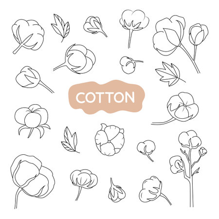 Set of vector illustrations of cotton plant. Isolated, on a white background.のイラスト素材