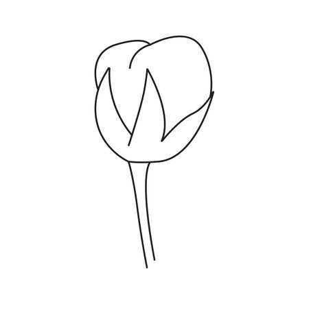Vector illustration of cotton plant. Isolated, on a white background.のイラスト素材