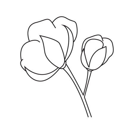 Vector illustration of cotton plant. Isolated, on a white background.のイラスト素材