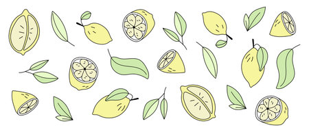 Lemon set. Vector illustration in doodle style.のイラスト素材