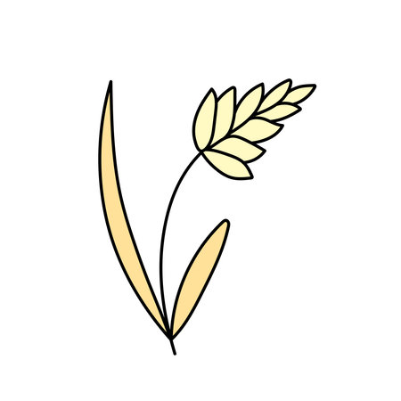 Wheat, cereals in doodle style. Vector illustration.のイラスト素材