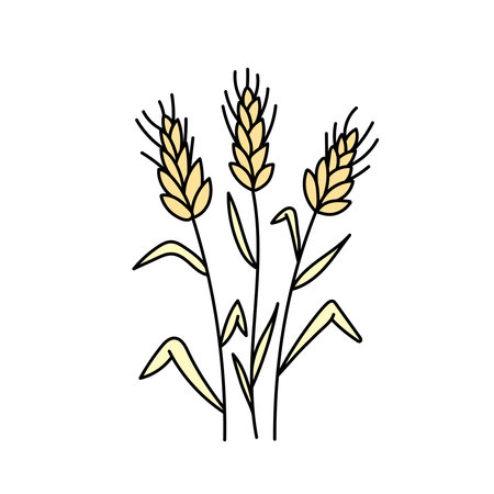 Wheat, cereals in doodle style. Vector illustration.のイラスト素材