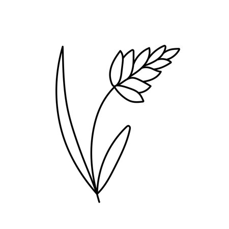 Wheat, cereals in doodle style. Vector illustration.のイラスト素材