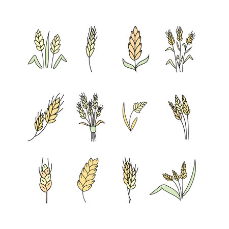 Set of Wheat, cereals in doodle style. Vector illustrationのイラスト素材