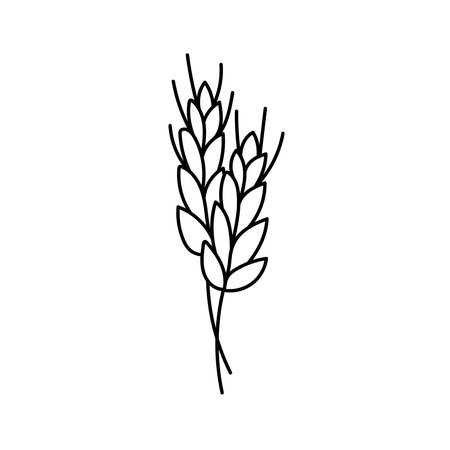 Wheat, cereals in doodle style. Vector illustration.のイラスト素材