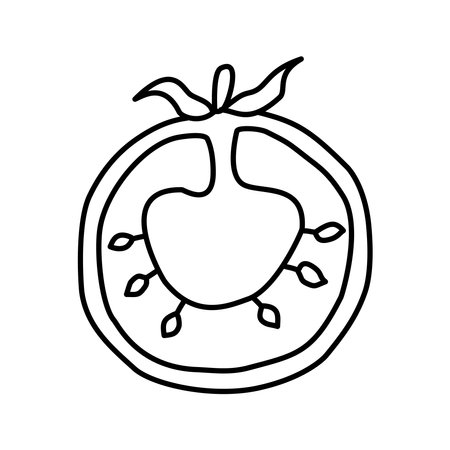 cut tomato in doodle style. Vector isolated on white backgroundのイラスト素材