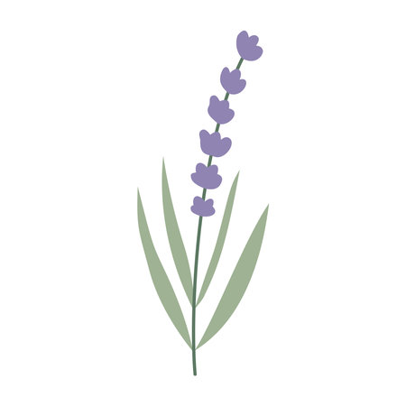 Lavender flower isolated on white background. Vector illustration in flat style.のイラスト素材