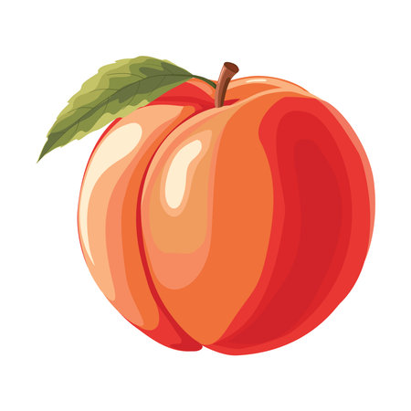 Apricot. Vector illustration. Highlights, shadows, vibrant design.のイラスト素材