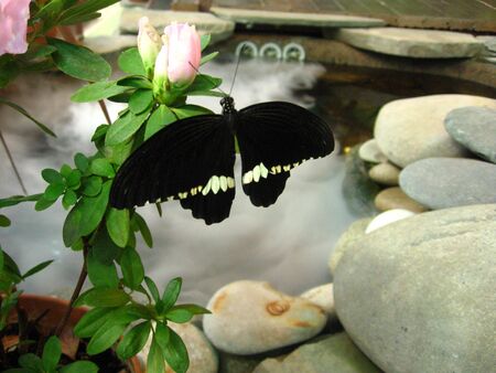a photo of butterfly