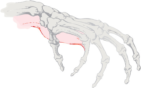 the isolated skeleton of a human handのイラスト素材