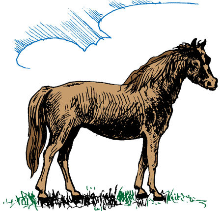 the cute drawing of an young horseのイラスト素材