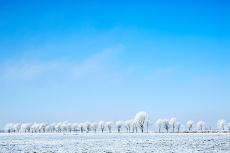 Tree line with hoarfrostの写真素材