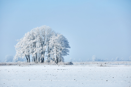 Tree with hoarfrostの写真素材