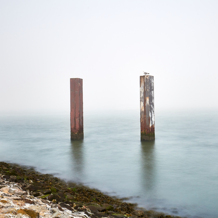 Seagulls on dolphins in fogの写真素材