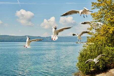 Seagulls at Lake Constanceの写真素材