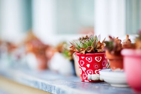 Lined up flower pots on a windowsill