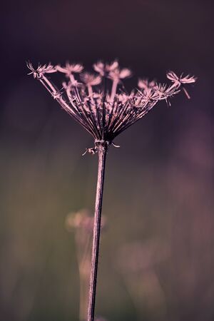 Dandelion in the sunlight of the setting sunの写真素材