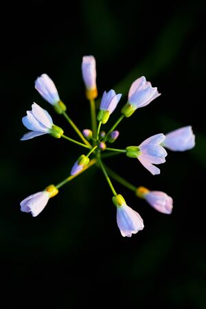 Meadow cuckoo flower as close up in mild sunlightの写真素材